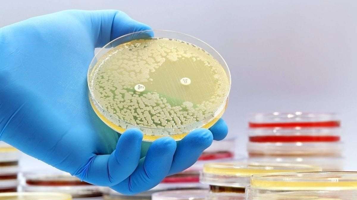 image for Scientists discover the first new antibiotics in over 60 years using AI