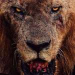 image for King Morani, oldest lion of Masai Mara, after a battle with his pride of 11 lions over a hippo kill