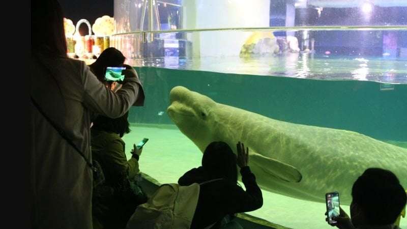 image for Free Bella: The fight to release a beluga whale from a South Korean mega mall’s aquarium
