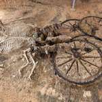 image for A 2,000 year old Thracian chariot with horse skeletons.