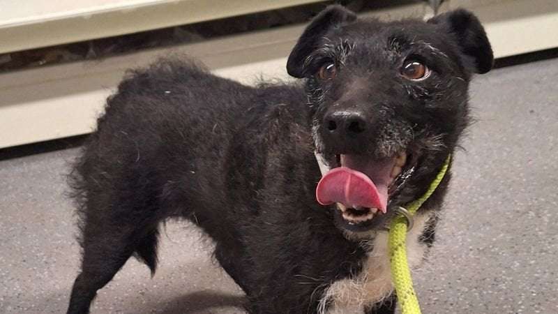 image for Dog that survived in the wild after going missing nearly 7 years ago is rescued