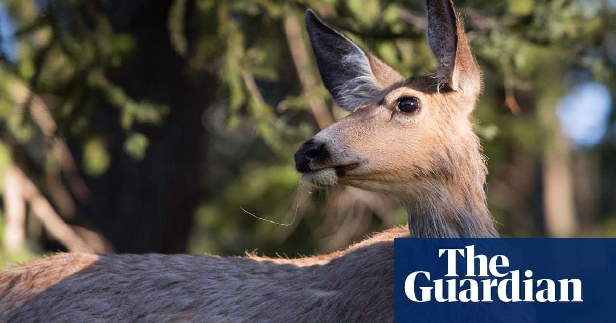 image for ‘Zombie deer disease’ epidemic spreads in Yellowstone as scientists raise fears it may jump to humans