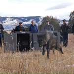 image for Oregon gray wolf being released in Colorado's Rocky Mountains.