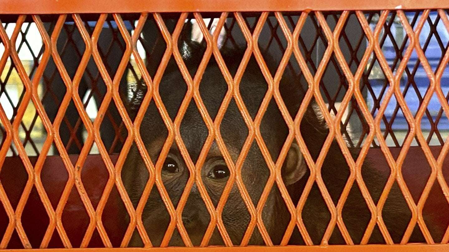 image for Thailand sends 3 orangutans rescued from illicit wildlife trade back to Indonesia