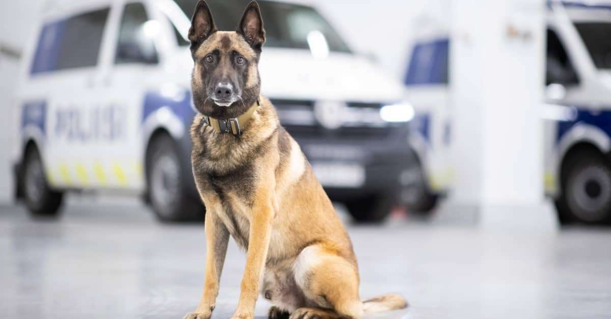 image for Police dog finds missing child in snow pile