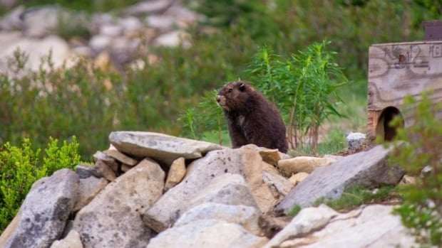 image for Baby boom of 59 marmot pups helps endangered Vancouver Island species toward recovery