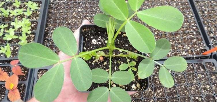 image for Reviving a 1690s Peanut: A Remarkable Story
