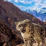 image for Rare sighting of a Snow Leopard in Leh(India)