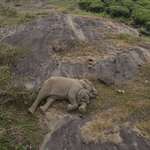 image for A rescued baby elephant taking an afternoon nap in her mother's comfortable arms