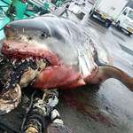 image for Great white shark that choked on a leatherback turtle.