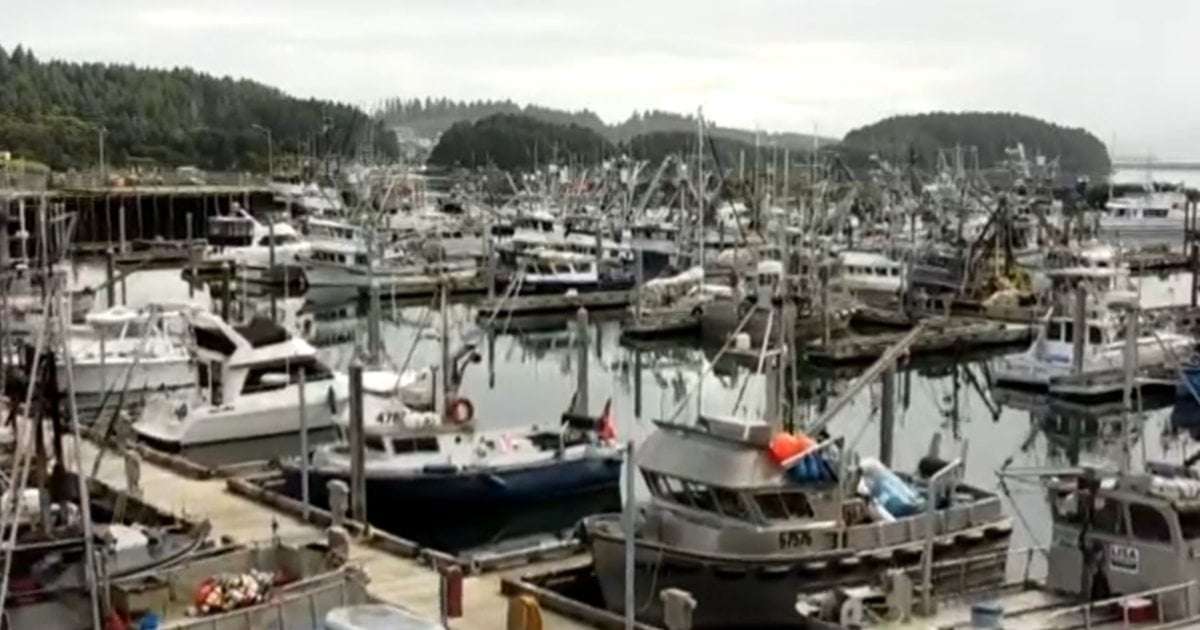 image for Alaska's snow crab season canceled for second year in a row as population fails to rebound