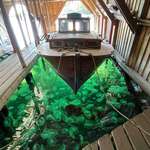 image for A group of green jellyfish floating under a boat