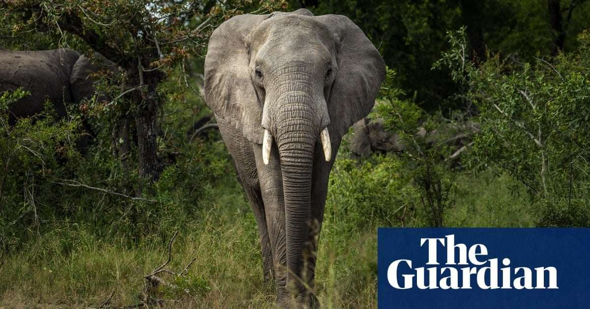 image for African elephant populations stabilise in southern heartlands