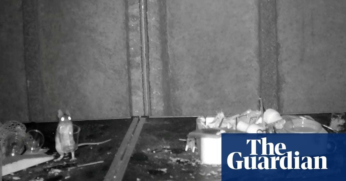 image for Mouse secretly filmed tidying man’s shed every night