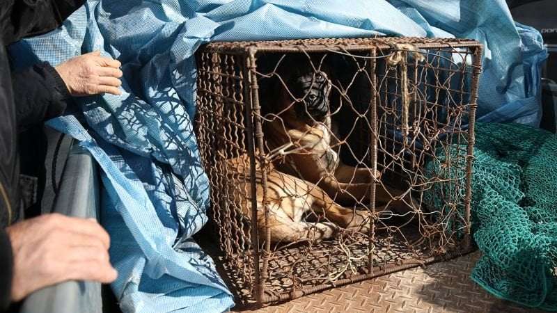 image for South Korea passes bill to ban eating dog meat, ending controversial practice as consumer habits change