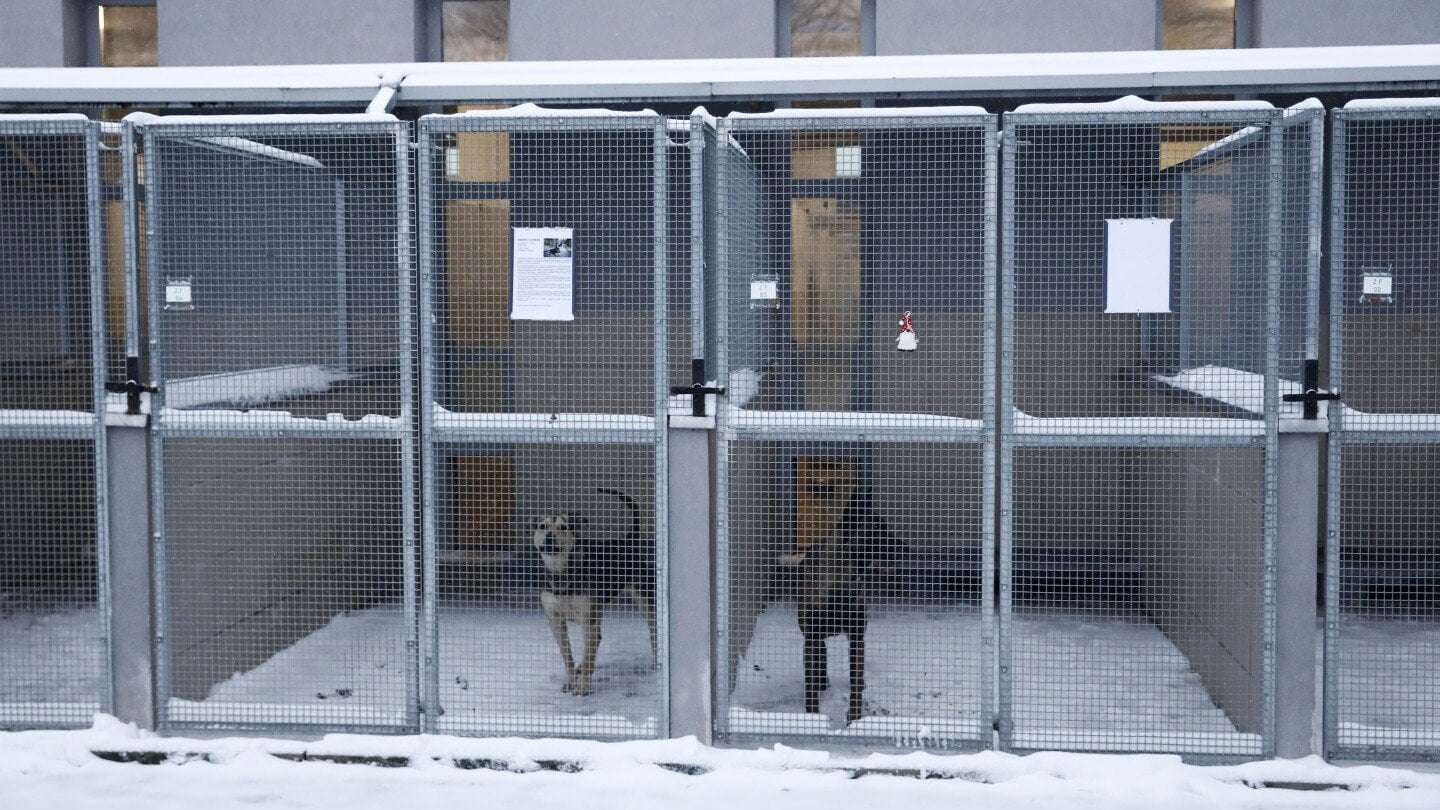 image for A dog shelter gets a warm response to its appeal for homes for its pups during a cold snap in Poland