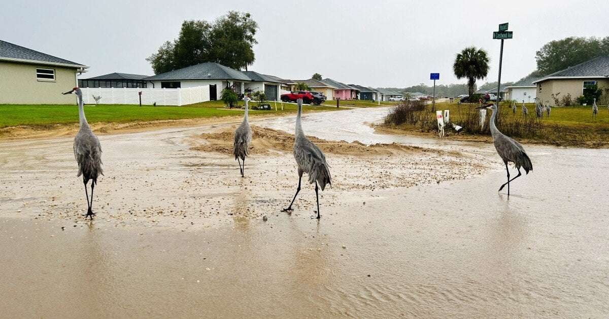 image for Citrus County asks Florida AG to investigate if 'organized scheme' caused neighborhood's mess