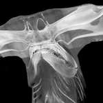 image for An x-ray of a hammerhead shark