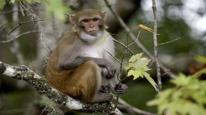 image for These Florida monkeys could give you herpes. Here’s where they’ve been found