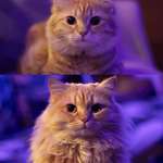 image for Same picture of my cat, 1 year apart