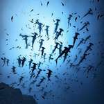 image for Diving in an Island in Mexico with Sharks above is such a great view