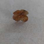 image for First Date Tonight, walked outside and there's a 4 leaf clover laying in my driveway. It's 15°F.