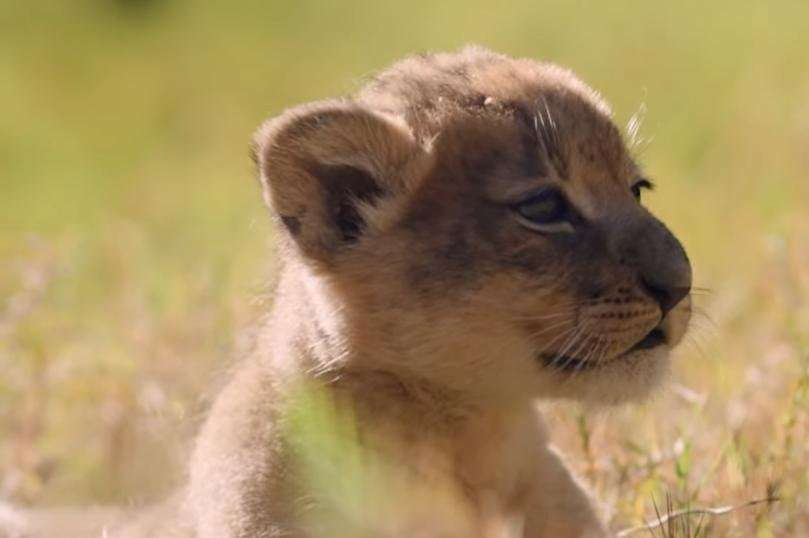 image for Watch: Texas zoo welcomes first lion birth since 2015