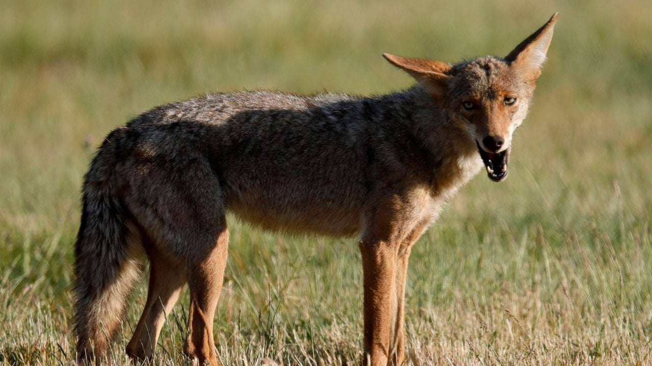image for South Carolina man saves dog by wrestling with coyote