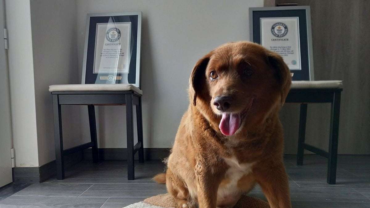 image for Was the world’s oldest dog a fraud? Guinness World Records pauses title as it conducts investigation