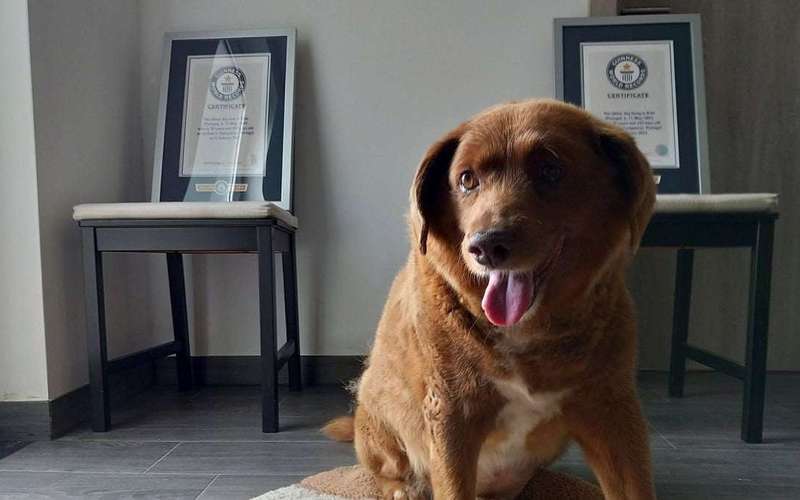 image for Was the world’s oldest dog a fraud? Guinness World Records pauses title as it conducts investigation