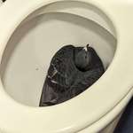 image for A terrified pigeon took refuge in my work toilet.