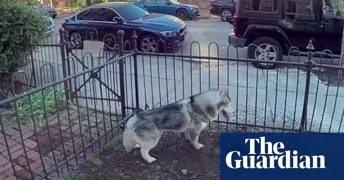 image for ‘Good boy’: dog saves Philadelphia neighborhood from potentially explosive gas leak