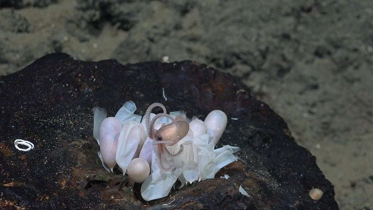 image for ‘Unique biodiversity’: Scientists discover four new species of Octopus off the coast of Costa Rica