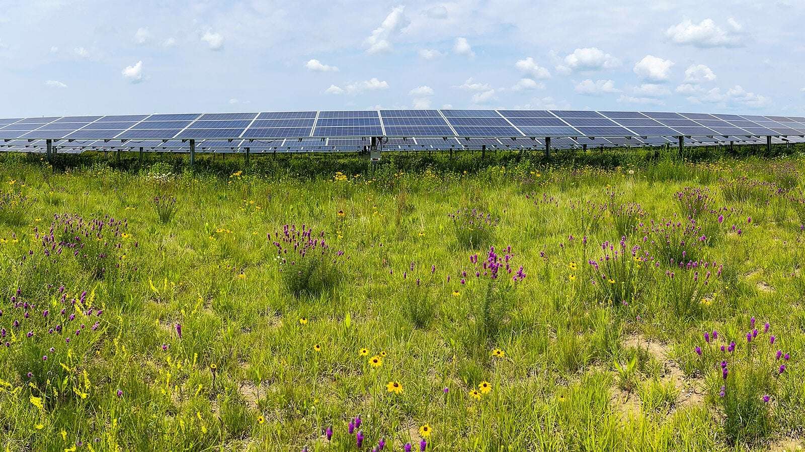 image for Insect populations flourish in the restored habitats of solar energy facilities