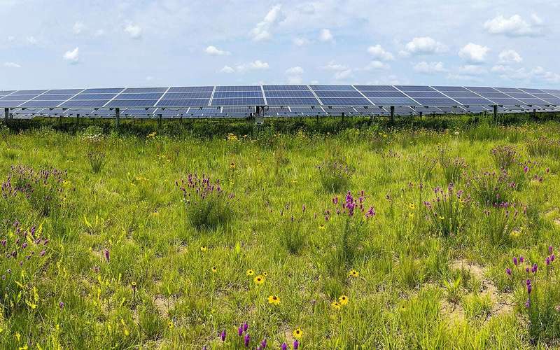 image for Insect populations flourish in the restored habitats of solar energy facilities