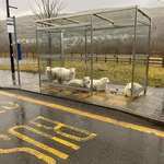 image for Sheep taking shelter at a bus stop on a rainy day in Ireland