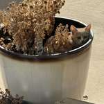 image for Woke up to find this kitten in my outside flower pot