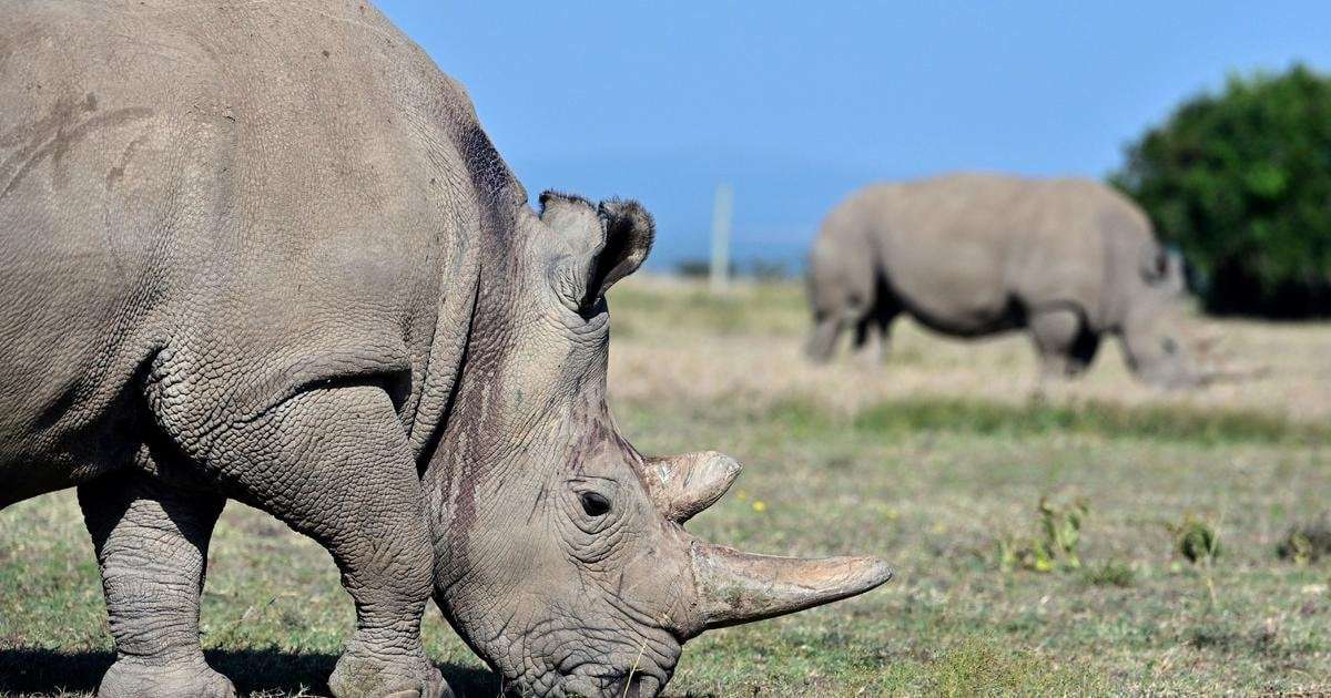 image for World's first rhino IVF pregnancy could save species that has only 2 living animals remaining