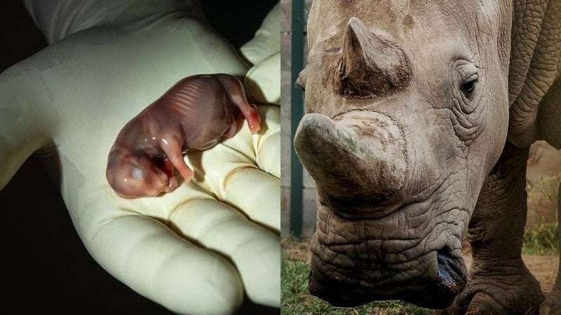 image for World's first white rhino IVF pregnancy could save subspecies with only two living animals remaining