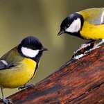 image for A pair of great tits.