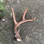image for Antlers I found outside my house this morning