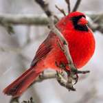 image for Cardinal outside my window.