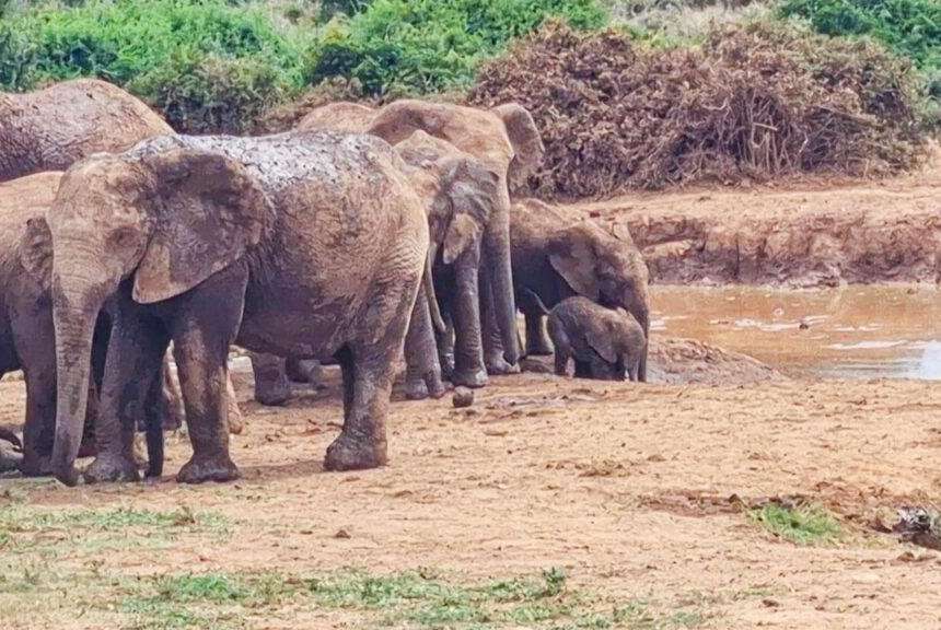 image for Watch: Elephant family work together to save baby stuck in mud