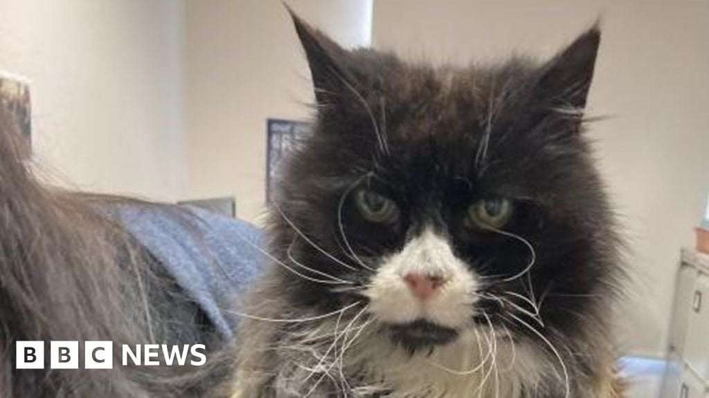 image for Missing Chilton Moor cat reunited with family after 10 years