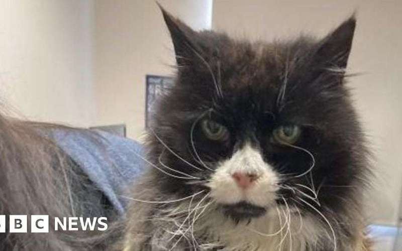 image for Missing Chilton Moor cat reunited with family after 10 years