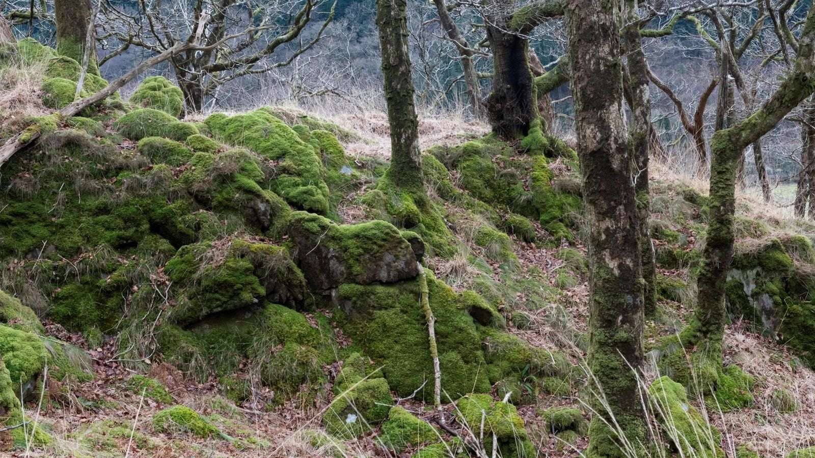 image for Ancient rainforest to be restored in Devon, with 100,000 trees planted this winter