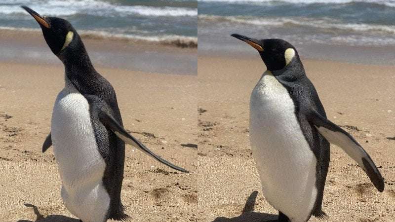 image for King penguin turns up on Coorong beach in SA, thousands of kilometres from Antarctic home