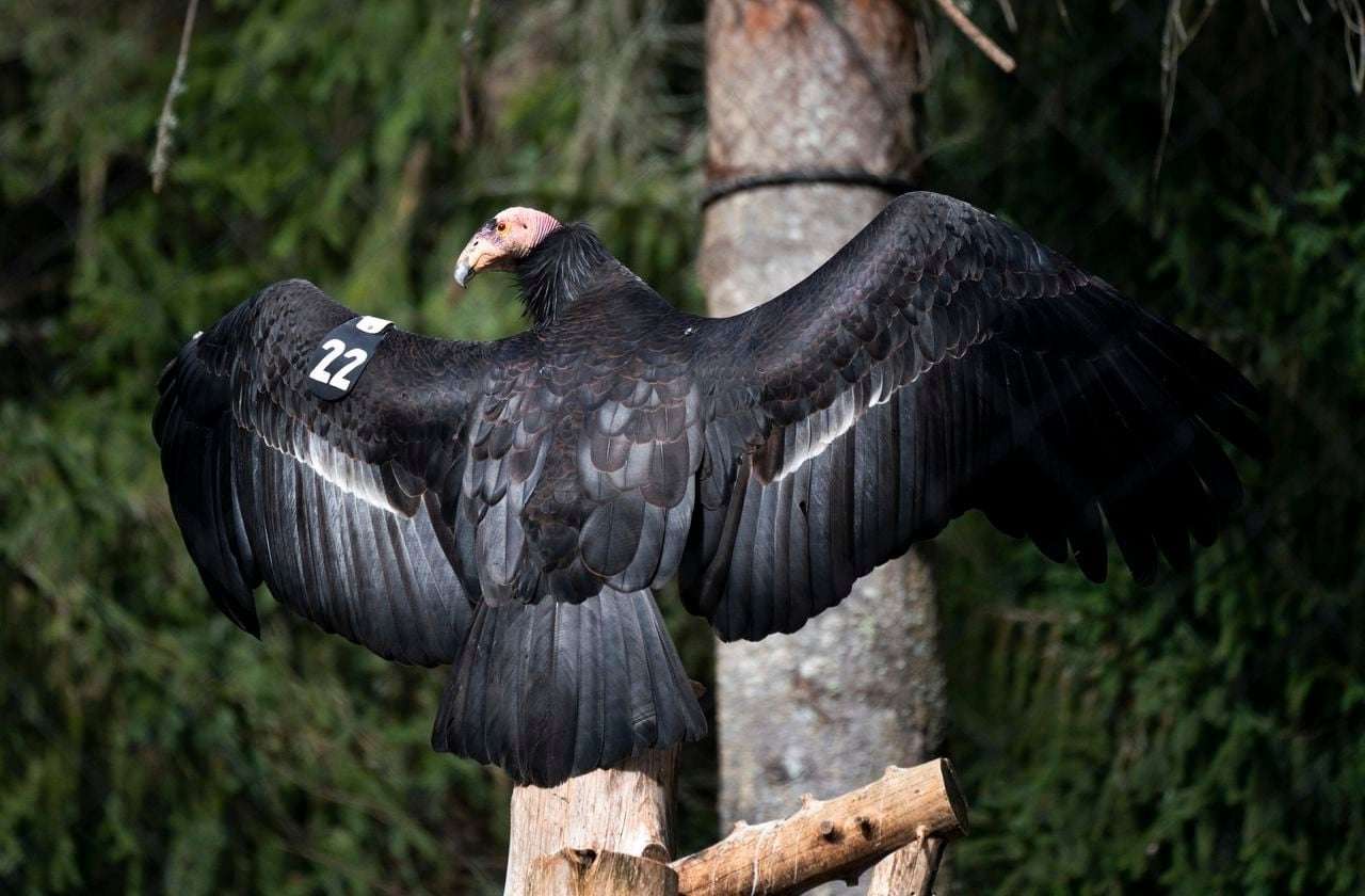 image for Oregon Zoo releases seven critically endangered condors back to nature in California (VIDEO)