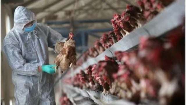 image for China reports death of woman from combined H3N2, H10N5 strains of bird flu