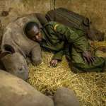 image for Yusuf, a keeper at the Lewa Wildlife Conservancy in central Kenya slept among orphaned baby rhino